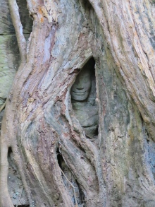 Buddha face in tree