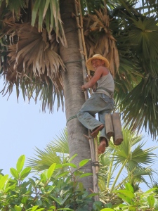 Tapping the sugar palm trees to make jaggary